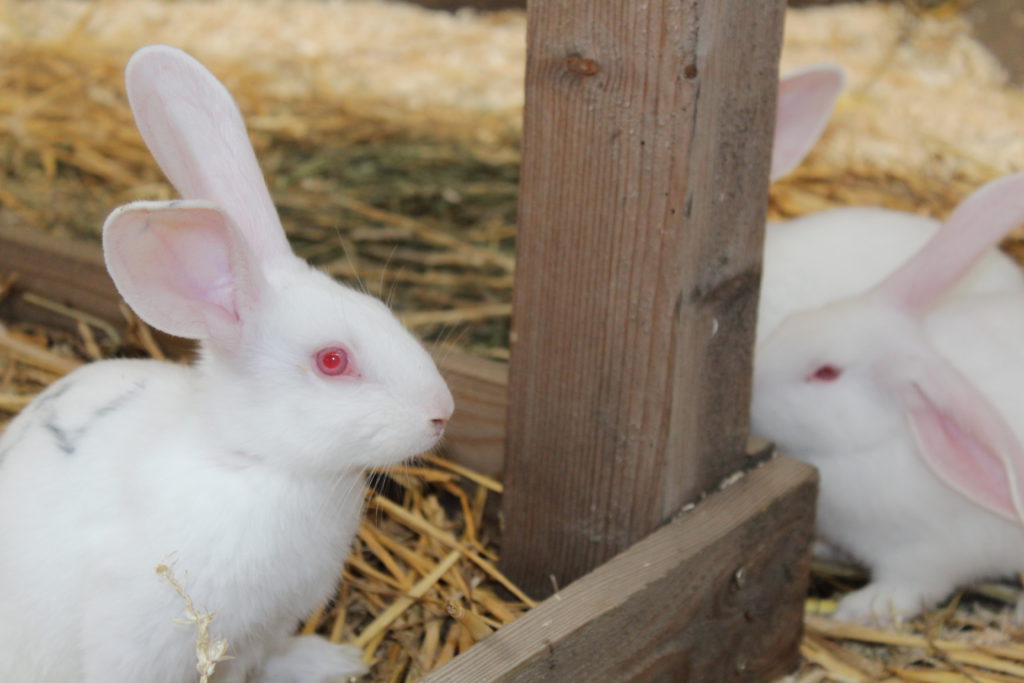 Kaninchen kennenlernen